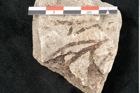 Foto (Detailansicht) von Glyptostrobus europaeus Brongniart (NHMW-GEO-2024-0188-6362)